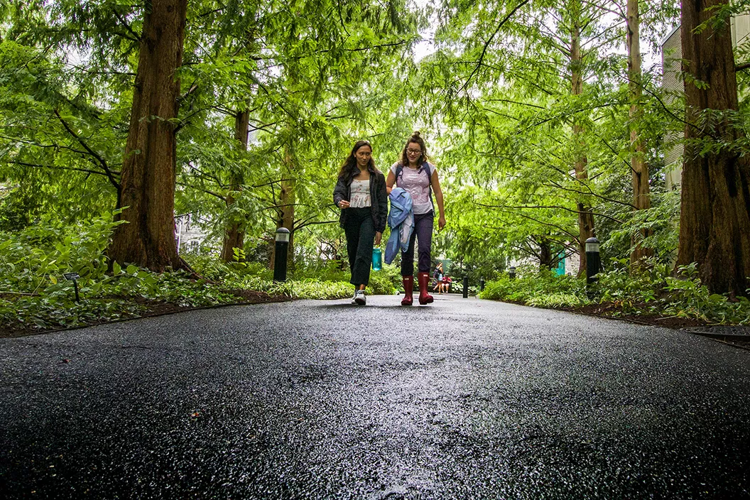 Two students walk under redwood trees