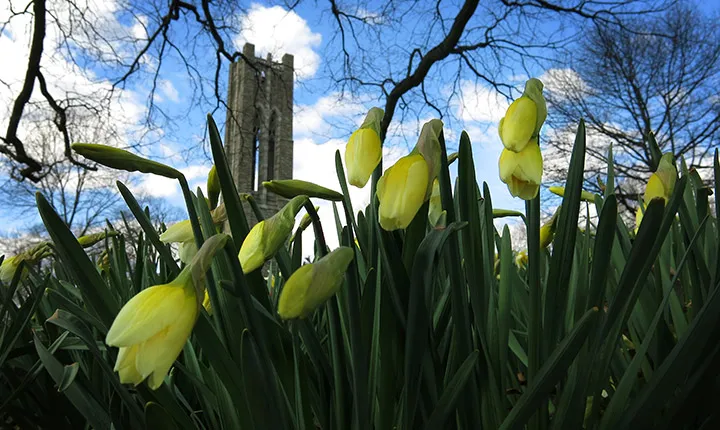 Flowers in front of Clothier Hall