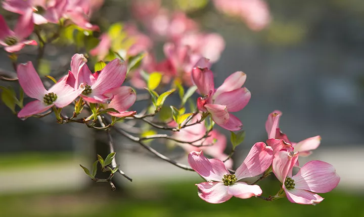 Flowers grow on a branch