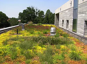 Alice Paul roof