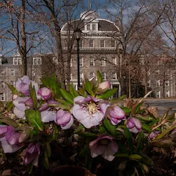 spring flowers